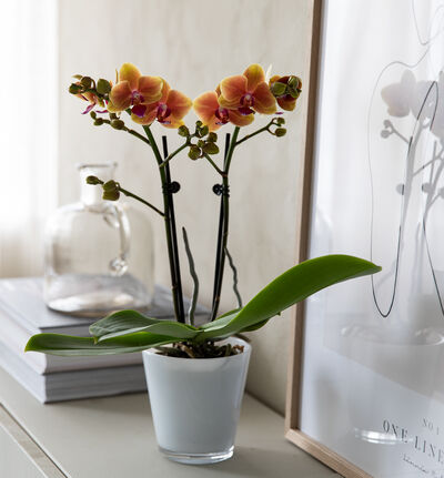 Gyllen midi orkide i potte Gyllen midi orkide i potte